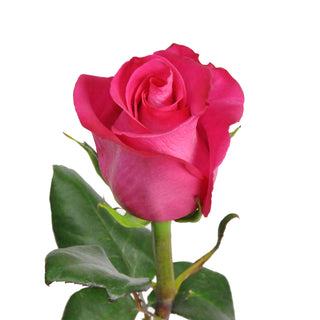 Topaz Roses Pink roses - fresh-cut roses by Bloomingmore - ideal for weddings and floral events