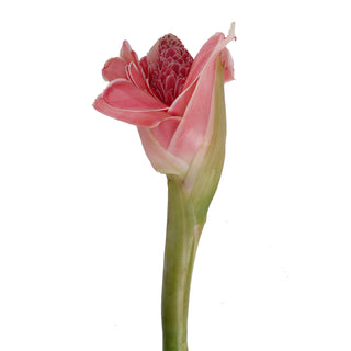 Torch Ginger, Pink Pink flowers - fresh-cut flowers by Bloomingmore - ideal for weddings and floral events