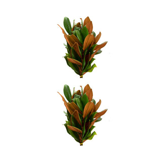 Trendy Holiday combo Green flowers - fresh-cut flowers by Bloomingmore - ideal for weddings and floral events