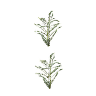 Trendy Holiday combo Green flowers - fresh-cut flowers by Bloomingmore - ideal for weddings and floral events