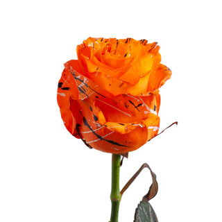 Trick or Treat Confetti Painted Roses Orange roses - fresh-cut roses by Bloomingmore - ideal for weddings and floral events