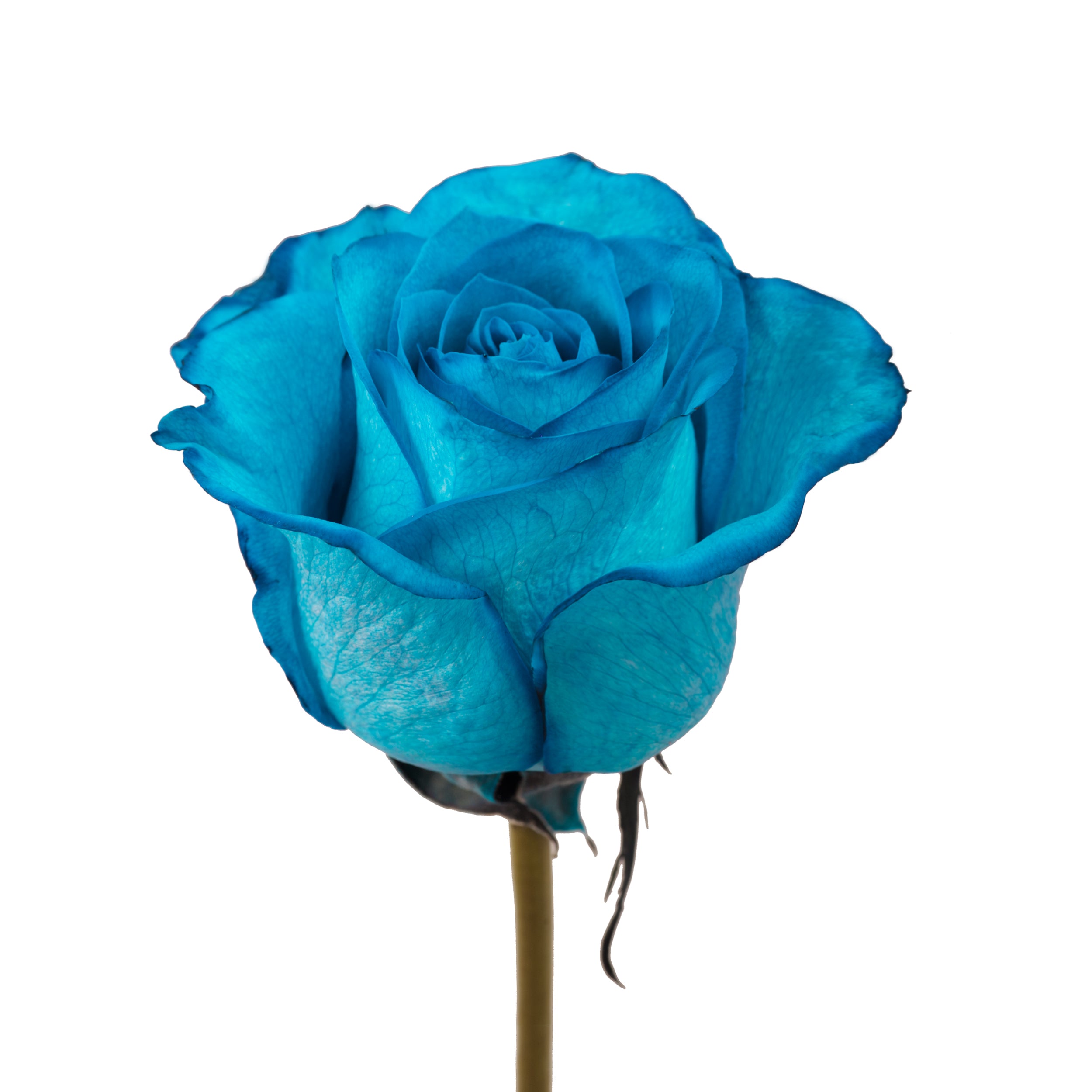 Turquoise_Tinted_Rose_Blue_Ros