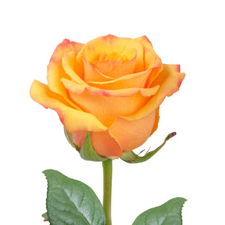 Tycoon Roses Orange roses - fresh-cut roses by Bloomingmore - ideal for weddings and floral events