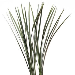Varigated Green Lily Grass Green flowers - fresh-cut flowers by Bloomingmore - ideal for weddings and floral events