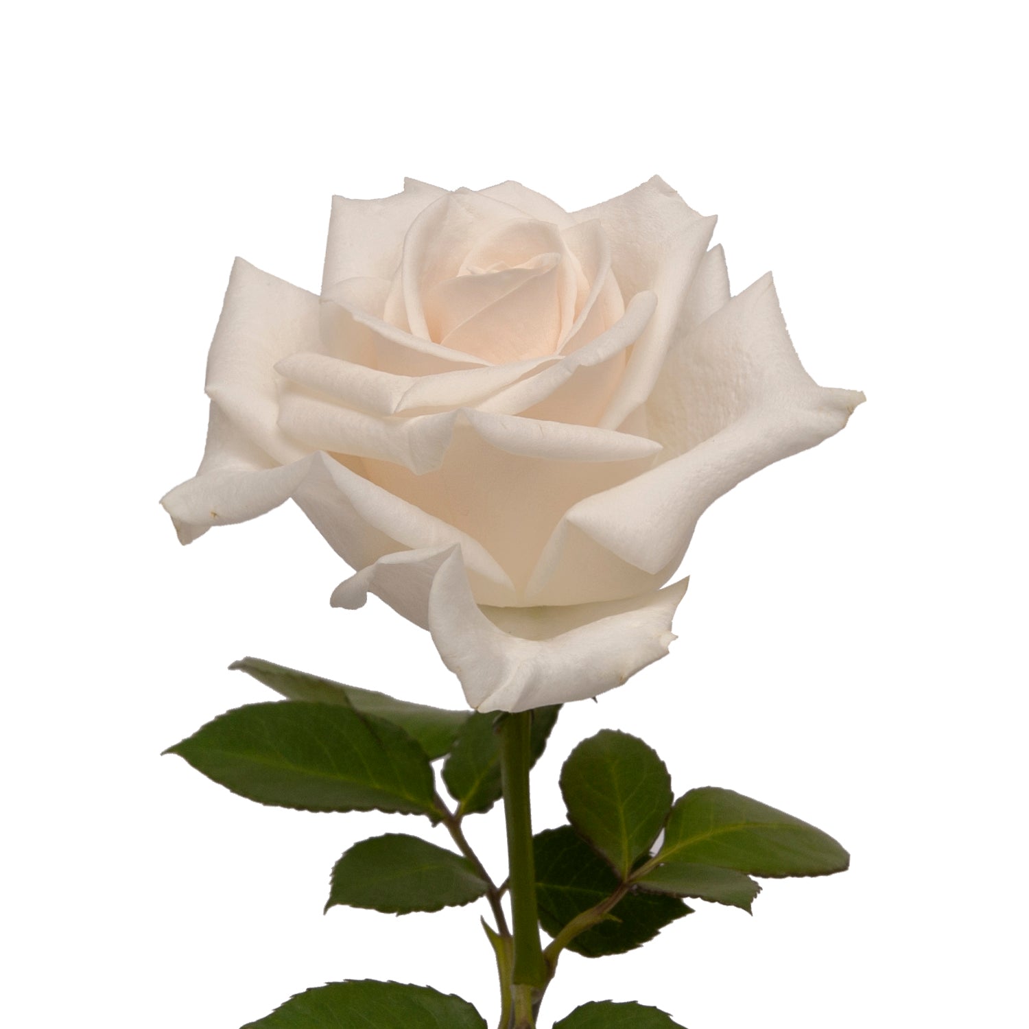 Vendela_Roses_White_Roses_Bloo