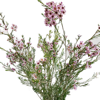 Waxflower Pink Pink flowers - fresh-cut flowers by Bloomingmore - ideal for weddings and floral events