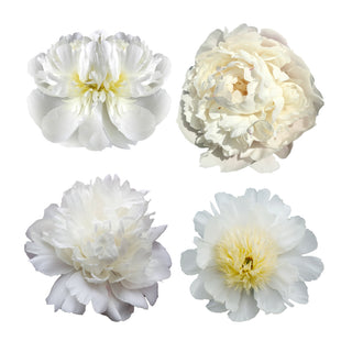 White Alaskan Peonies White flowers - fresh-cut flowers by Bloomingmore - ideal for weddings and floral events
