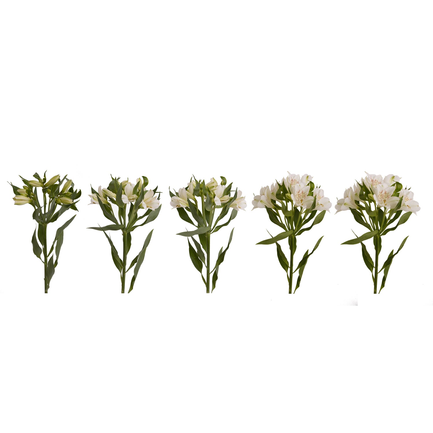 white alstroemeria lily White Alstroemeria 50