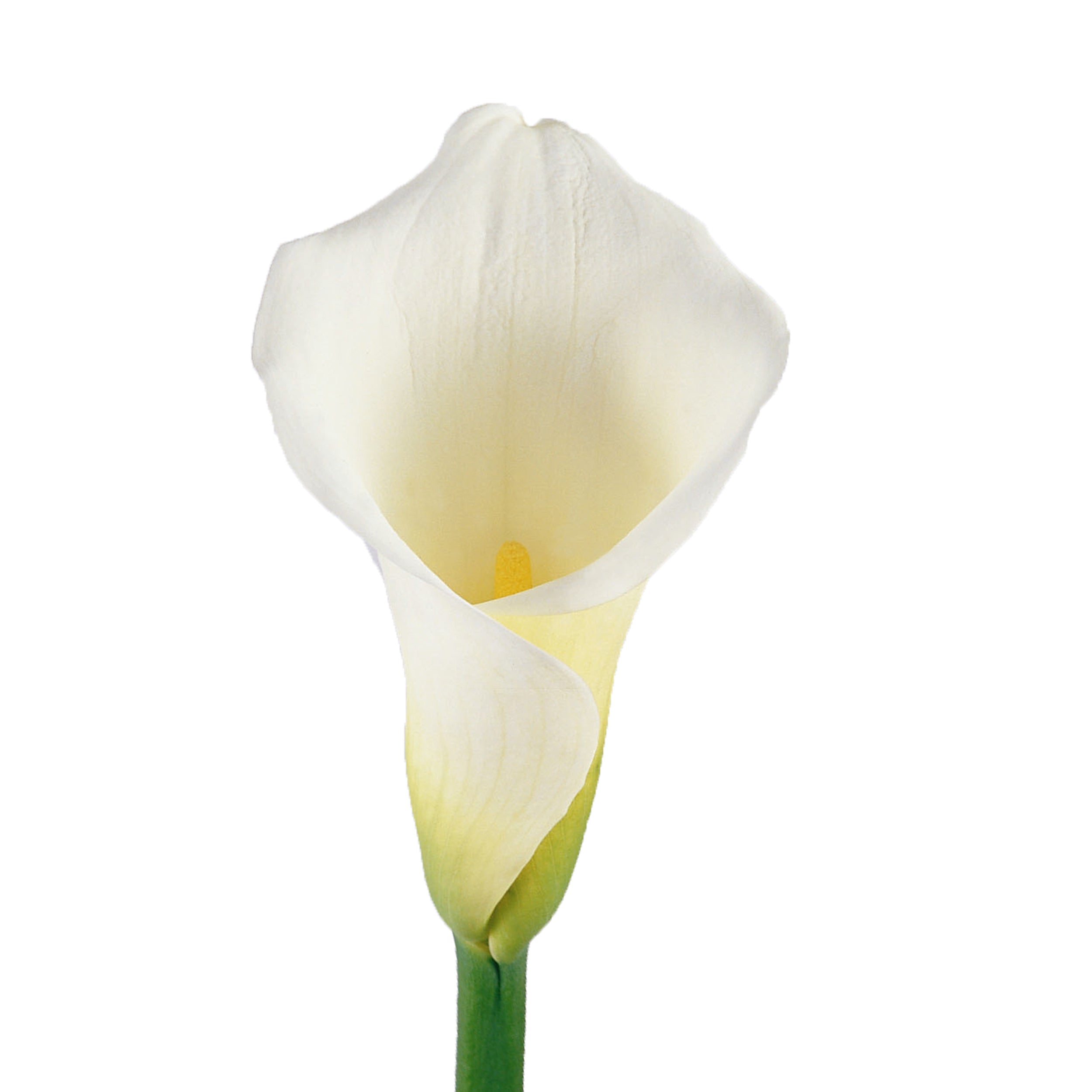 white calla lilies season Standard White Calla Lilies White / 12 Stems