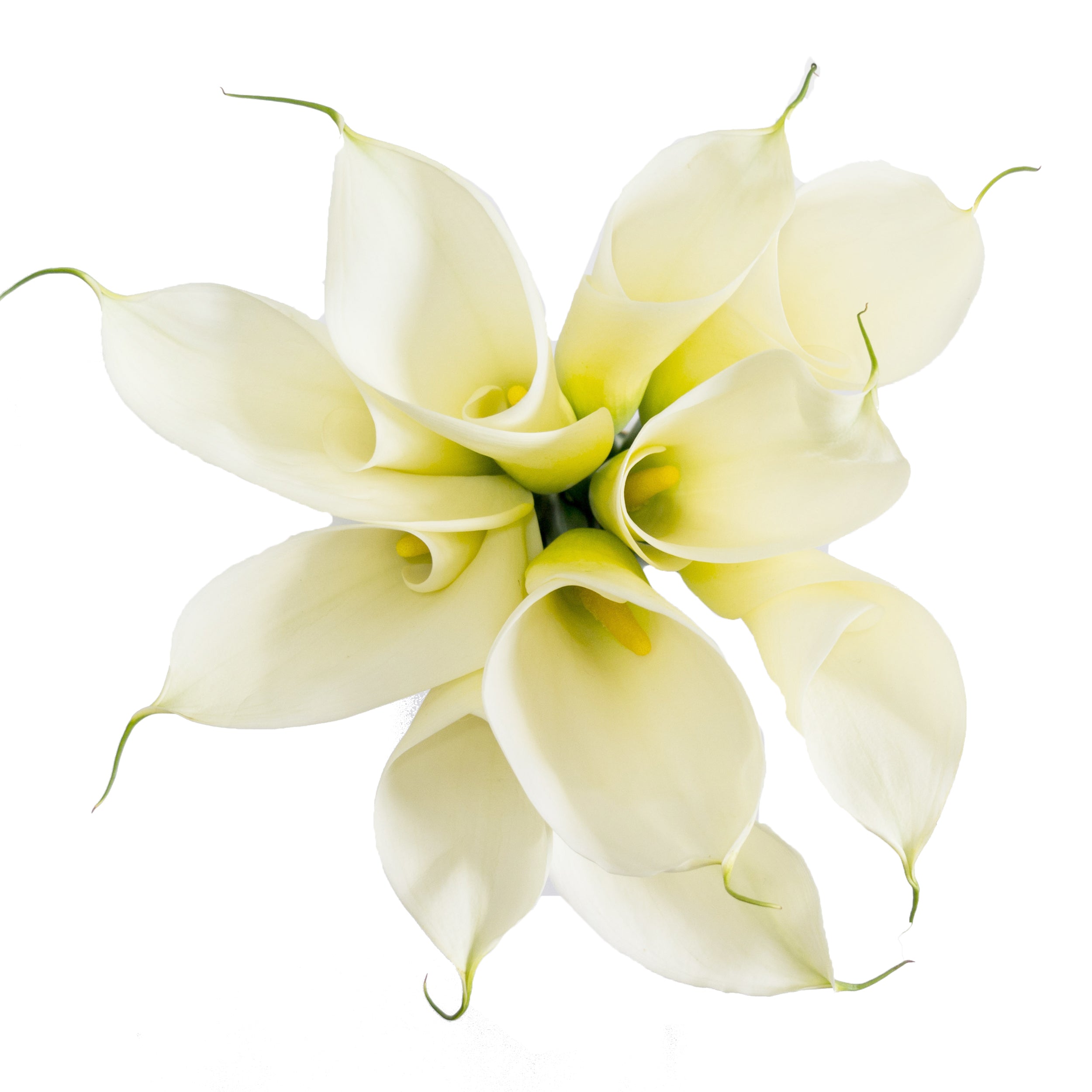 Standard White Calla Lilies White / 12 Stems