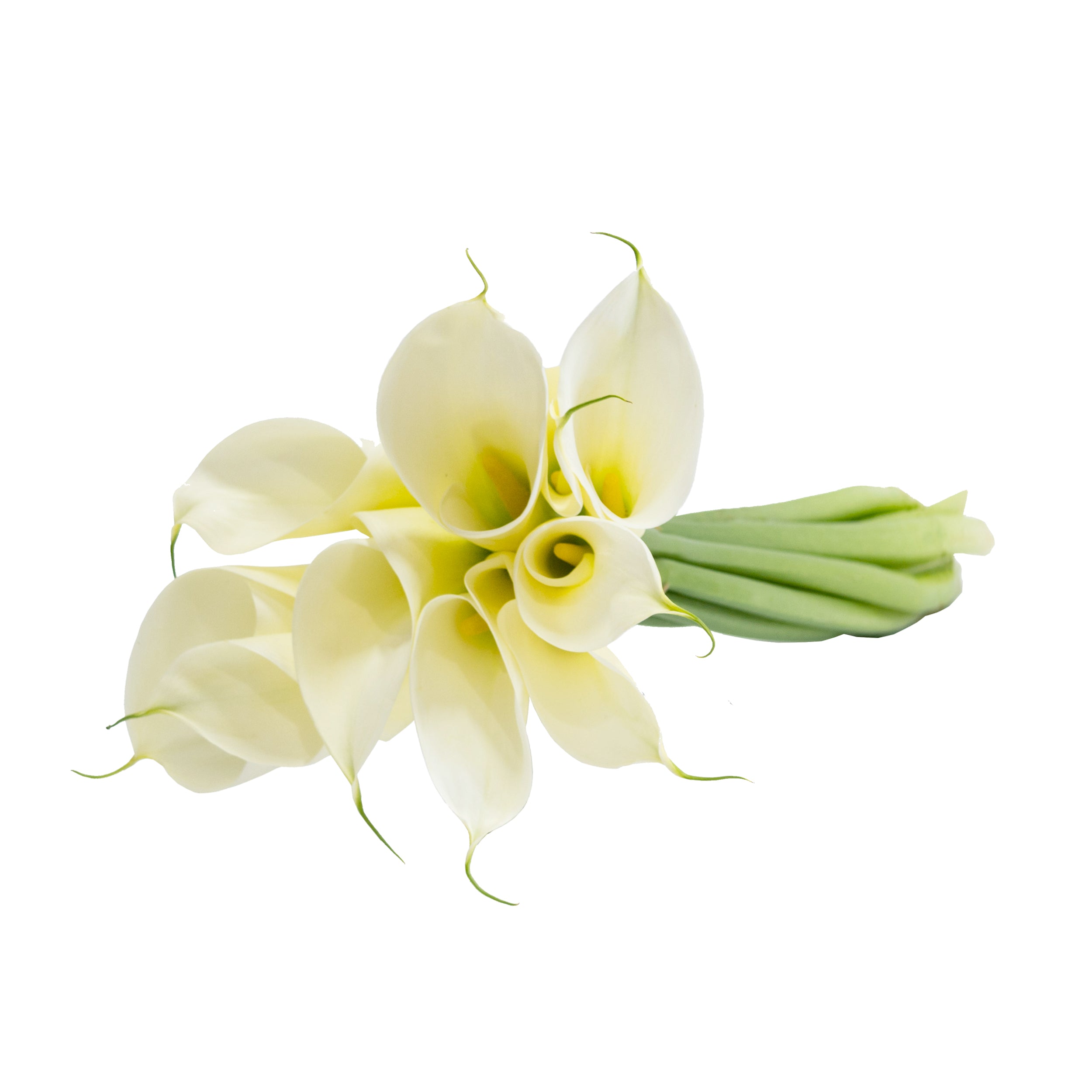white calla lily flower images Standard White Calla Lilies White / 12 Stems