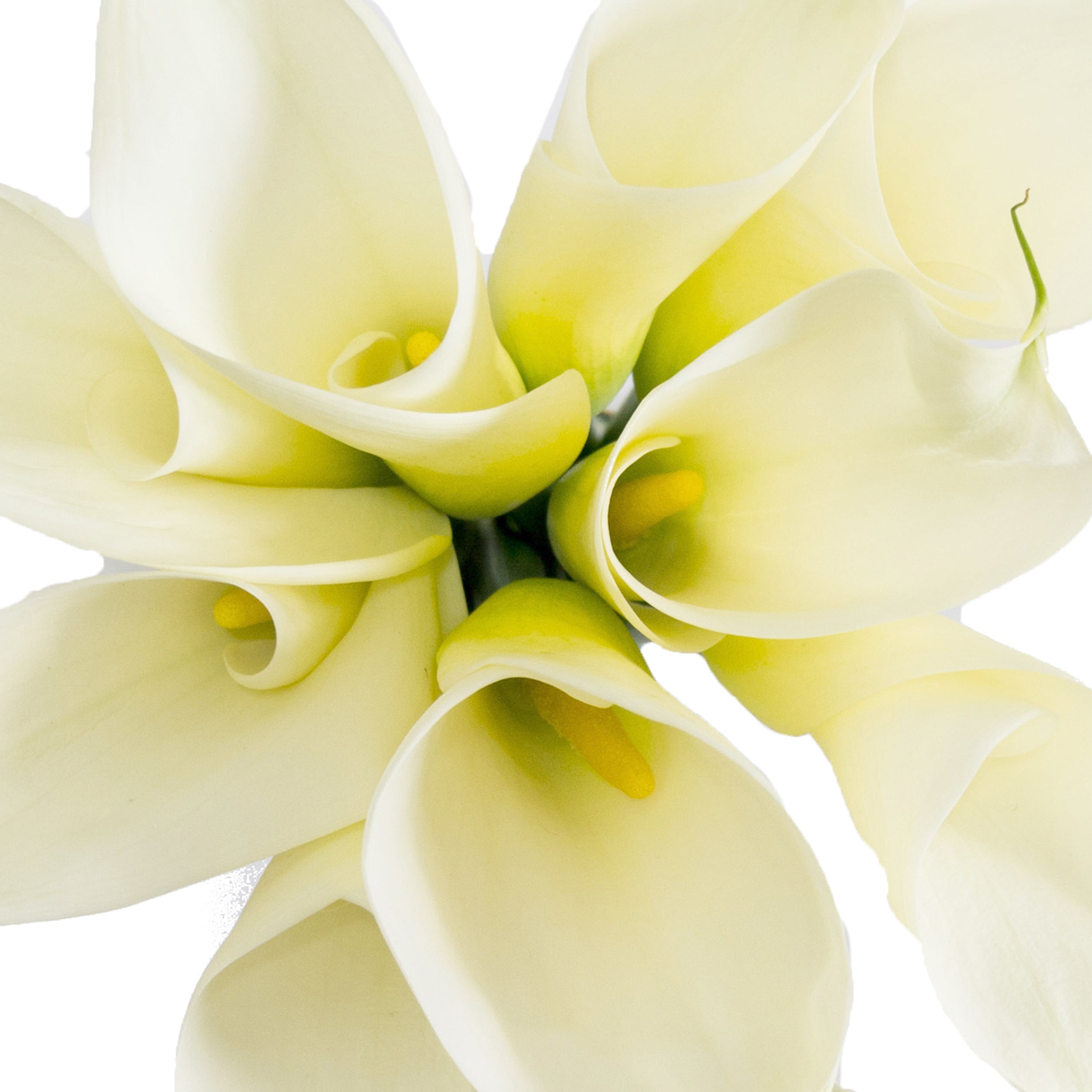white mini calla lilies Standard White Calla Lilies White / 12 Stems
