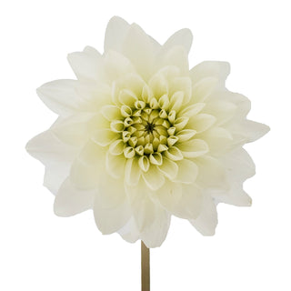 White Dahlias White flowers - fresh-cut flowers by Bloomingmore - ideal for weddings and floral events