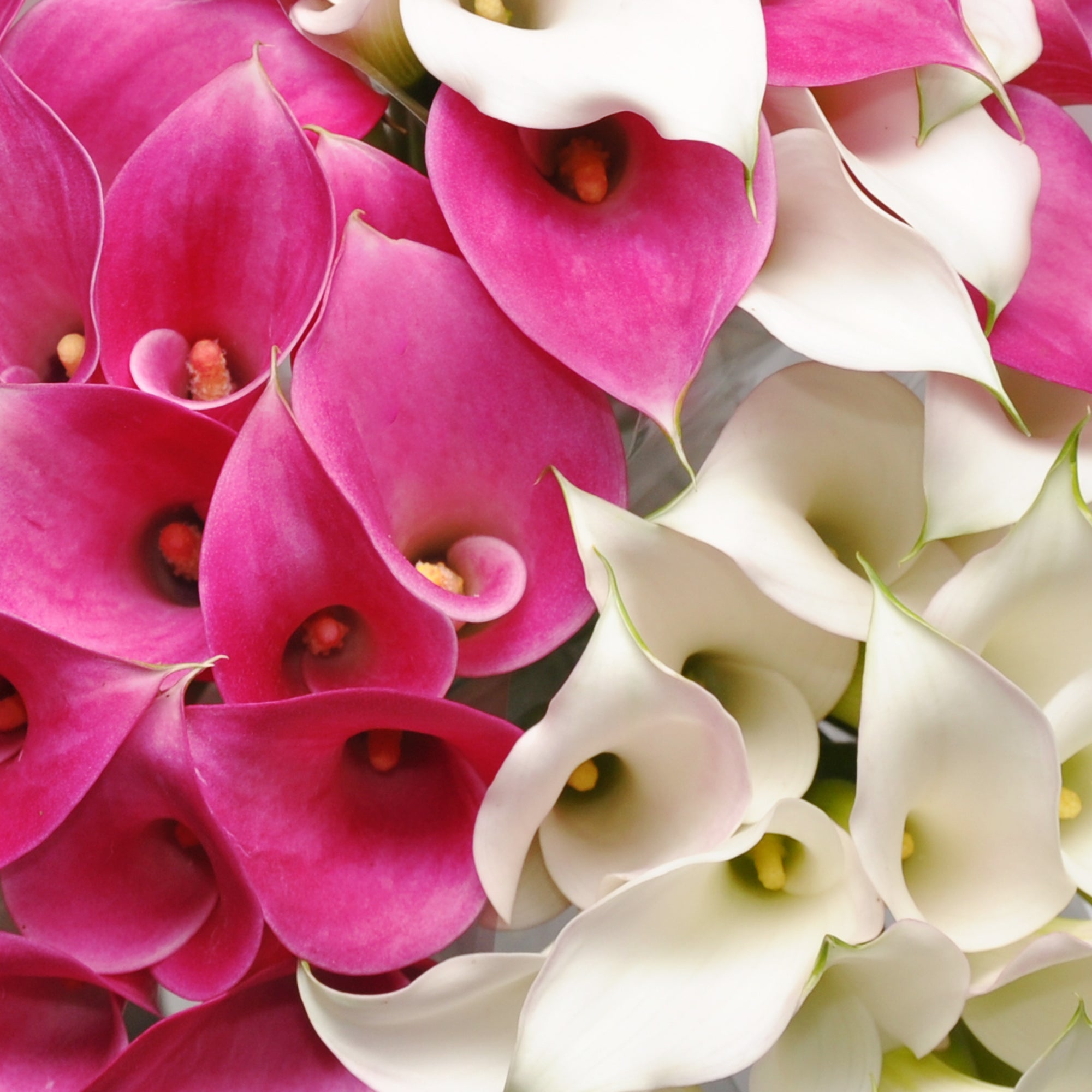 pink roses and white calla lilies White & Hot Pink Mini Callas