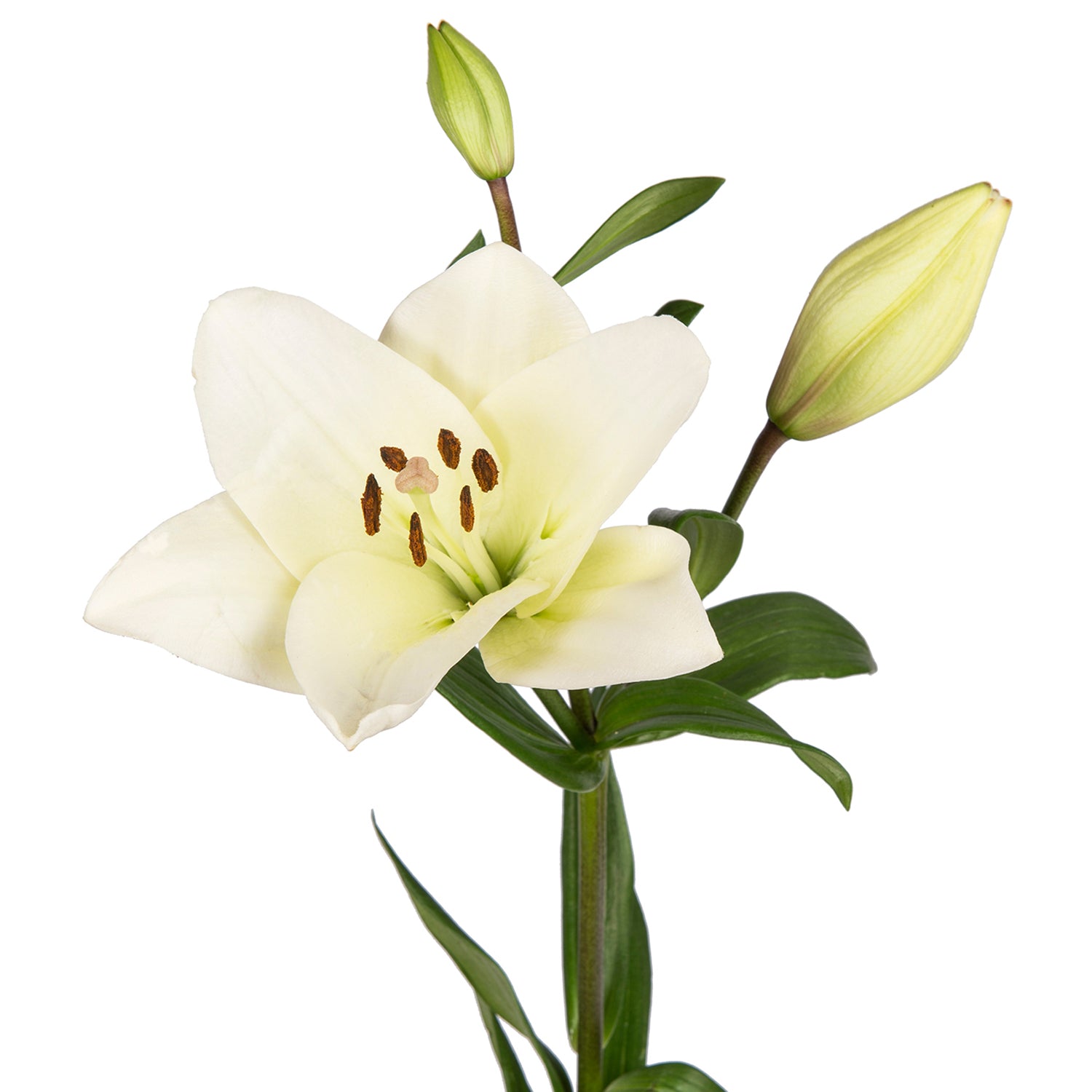 white and yellow lily flower White LA Hybrid Lilies