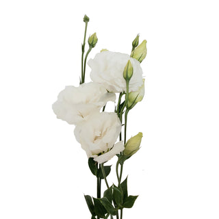 White Lisianthus US White flowers - fresh-cut flowers by Bloomingmore - ideal for weddings and floral events
