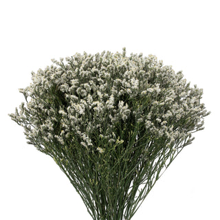 White Misty Hybrid White flowers - fresh-cut flowers by Bloomingmore - ideal for weddings and floral events