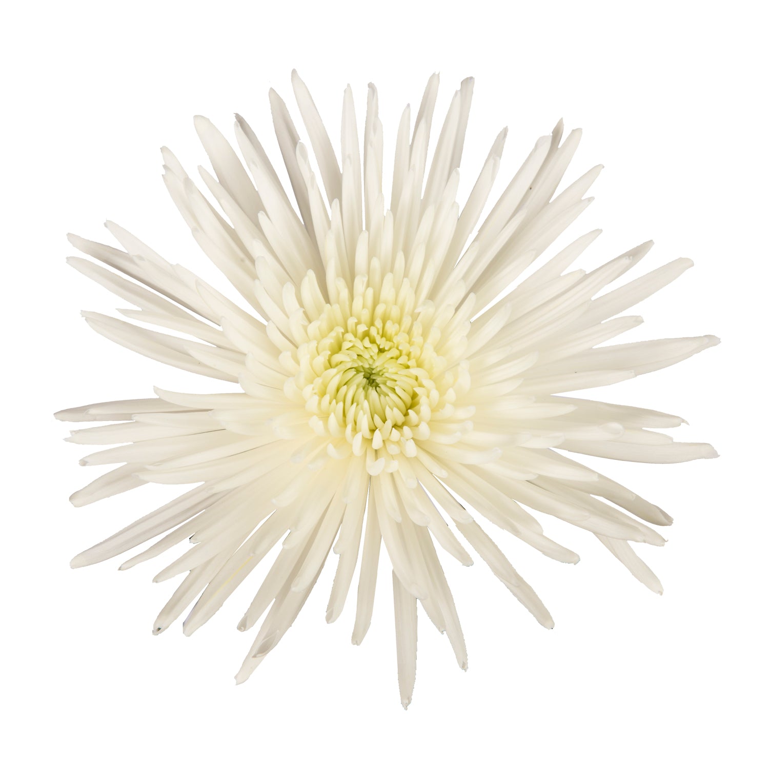 spider mums plants White Natural Anastasia Spider Mums White / 60 Stems