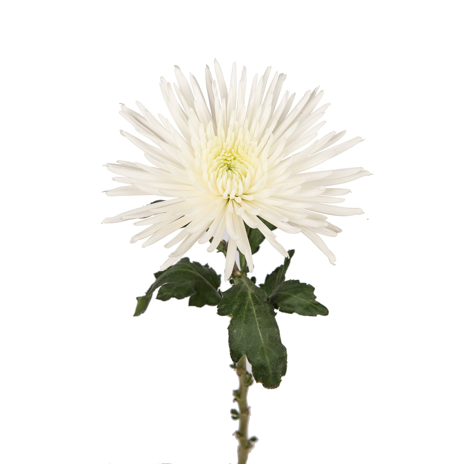 spider mums plants for sale White Natural Anastasia Spider Mums White / 60 Stems