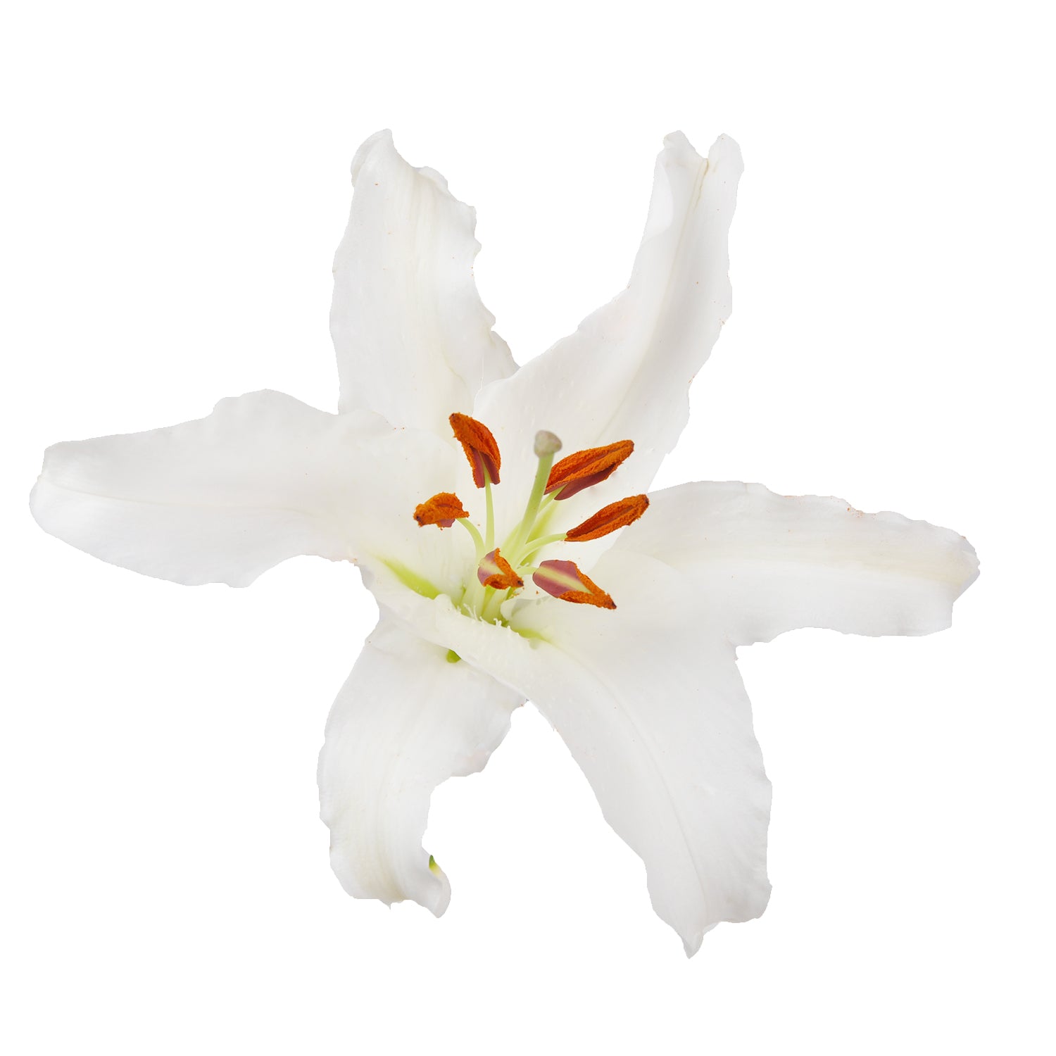 white oriental lily flower White Oriental Lilies