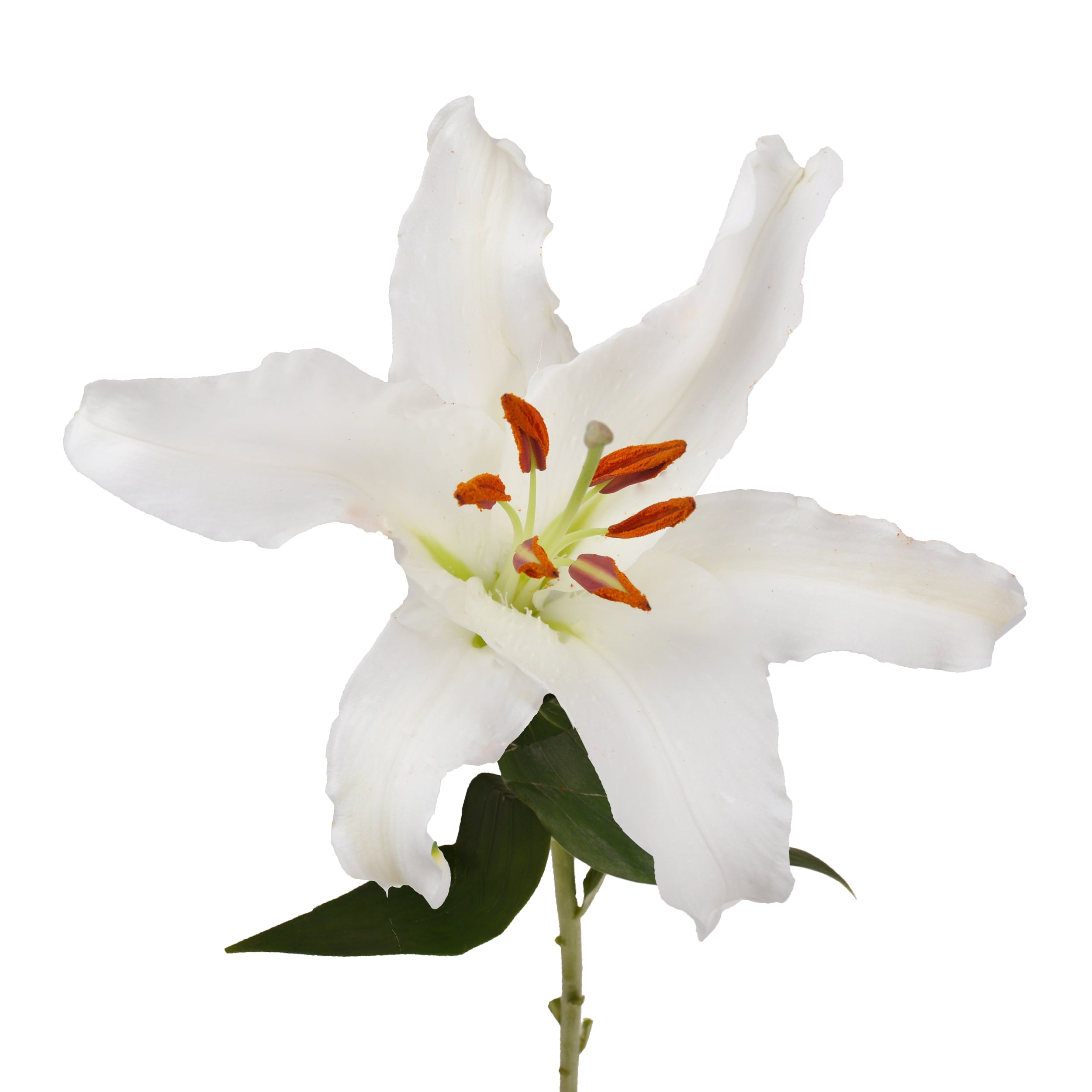White Oriental Lilies