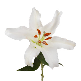 White Oriental Lilies White flowers - fresh-cut flowers by Bloomingmore - ideal for weddings and floral events