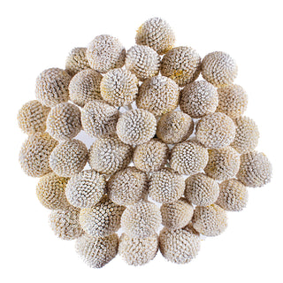 White Painted Craspedia White flowers - fresh-cut flowers by Bloomingmore - ideal for weddings and floral events