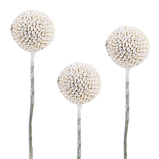 White Painted Craspedia White flowers - fresh-cut flowers by Bloomingmore - ideal for weddings and floral events