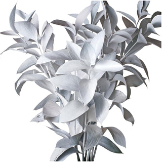 White Painted Ruscus White flowers - fresh-cut flowers by Bloomingmore - ideal for weddings and floral events
