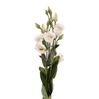 White Petite Lisianthus White flowers - fresh-cut flowers by Bloomingmore - ideal for weddings and floral events