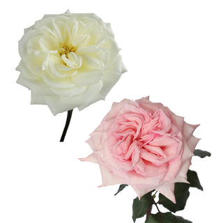 White & Pink Garden Rose - 36 Stems White roses - fresh-cut roses by Bloomingmore - ideal for weddings and floral events