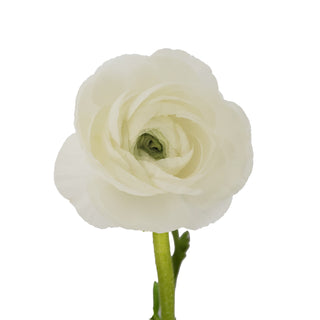 White Ranunculus White flowers - fresh-cut flowers by Bloomingmore - ideal for weddings and floral events