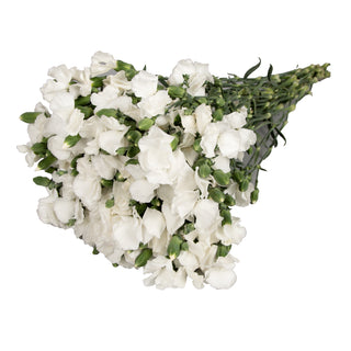 White Solomios White flowers - fresh-cut flowers by Bloomingmore - ideal for weddings and floral events