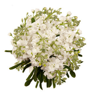 White Stock White flowers - fresh-cut flowers by Bloomingmore - ideal for weddings and floral events