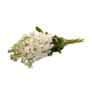 White Stock White flowers - fresh-cut flowers by Bloomingmore - ideal for weddings and floral events