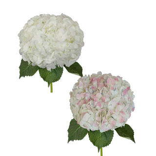 White and Antique Pink Jumbo Hydrangeas White flowers - fresh-cut flowers by Bloomingmore - ideal for weddings and floral events