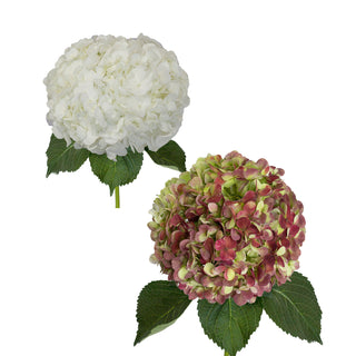 White and Antique Red Jumbo Hydrangeas Red flowers - fresh-cut flowers by Bloomingmore - ideal for weddings and floral events