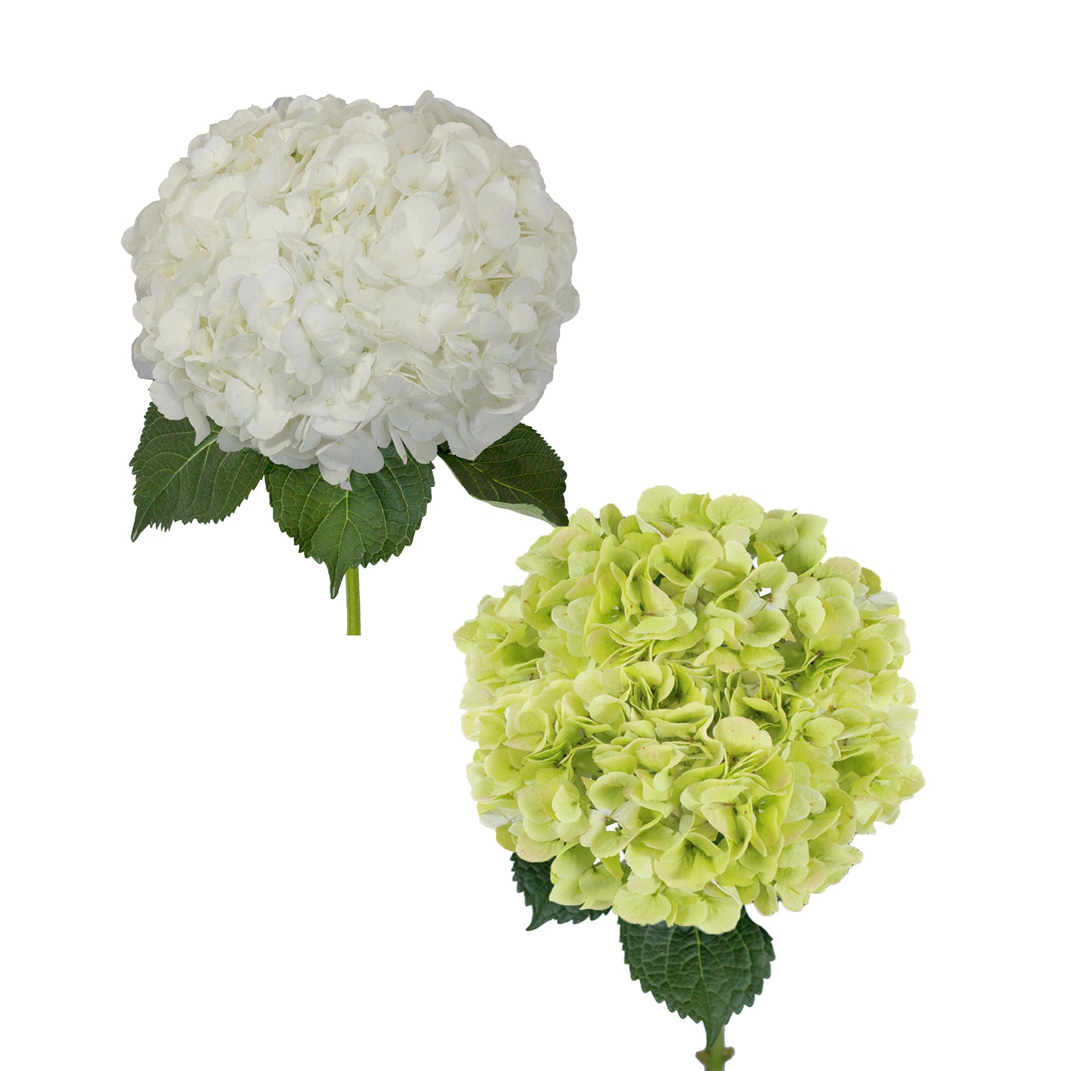 White and Kiwi Jumbo Hydrangeas – Bloomingmore