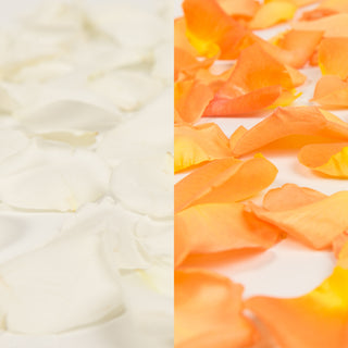 White and Orange Rose Petals White roses - fresh-cut roses by Bloomingmore - perfect for gifting or decoration