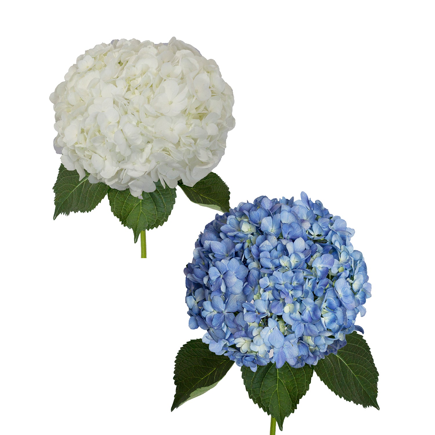 White_and_Shocking_Blue_Hydran