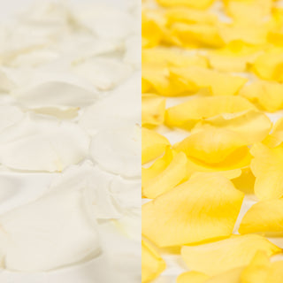 White and Yellow Rose Petals White roses - fresh-cut roses by Bloomingmore - perfect for gifting or decoration