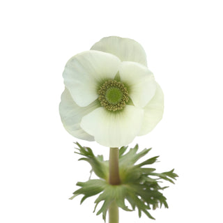 White (green center) Anemones White flowers - fresh-cut flowers by Bloomingmore - ideal for weddings and floral events
