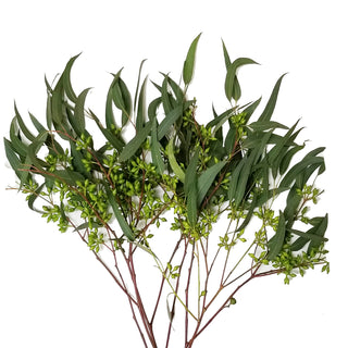 Willow Seeded Eucalyptus Green flowers - fresh-cut flowers by Bloomingmore - ideal for weddings and floral events