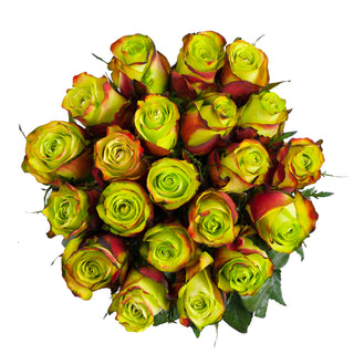 Yasuni Tinted Roses Green roses - fresh-cut roses by Bloomingmore - ideal for weddings and floral events
