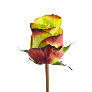 Yasuni Tinted Roses Green roses - fresh-cut roses by Bloomingmore - ideal for weddings and floral events