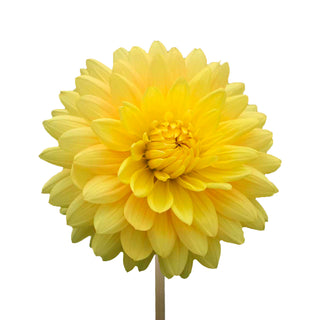 Yellow Dahlias Yellow flowers - fresh-cut flowers by Bloomingmore - ideal for weddings and floral events