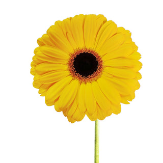 Yellow Gerberas Yellow flowers - fresh-cut flowers by Bloomingmore - ideal for weddings and floral events
