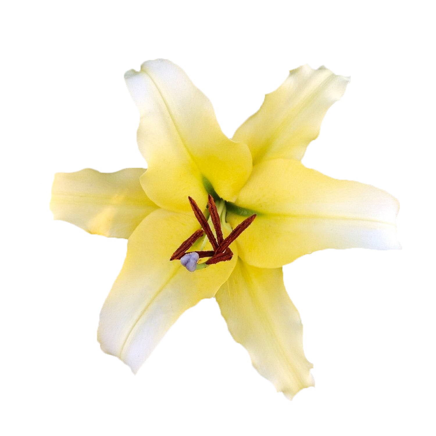 Yellow_Oriental_Lilies_Bloomin