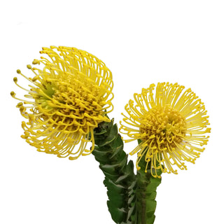 Yellow Pin Cushion Proteas Yellow flowers - fresh-cut flowers by Bloomingmore - ideal for weddings and floral events