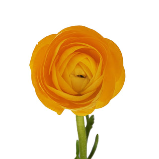 Yellow Ranunculus Yellow flowers - fresh-cut flowers by Bloomingmore - ideal for weddings and floral events